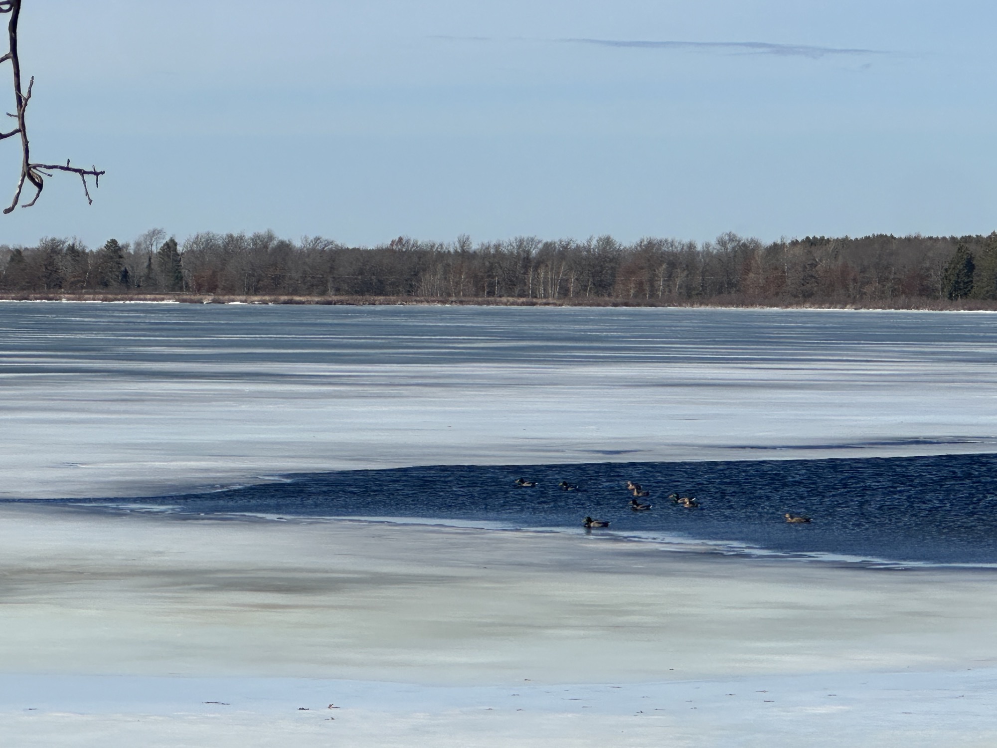 Ducks are enjoying a partially melted pool on...