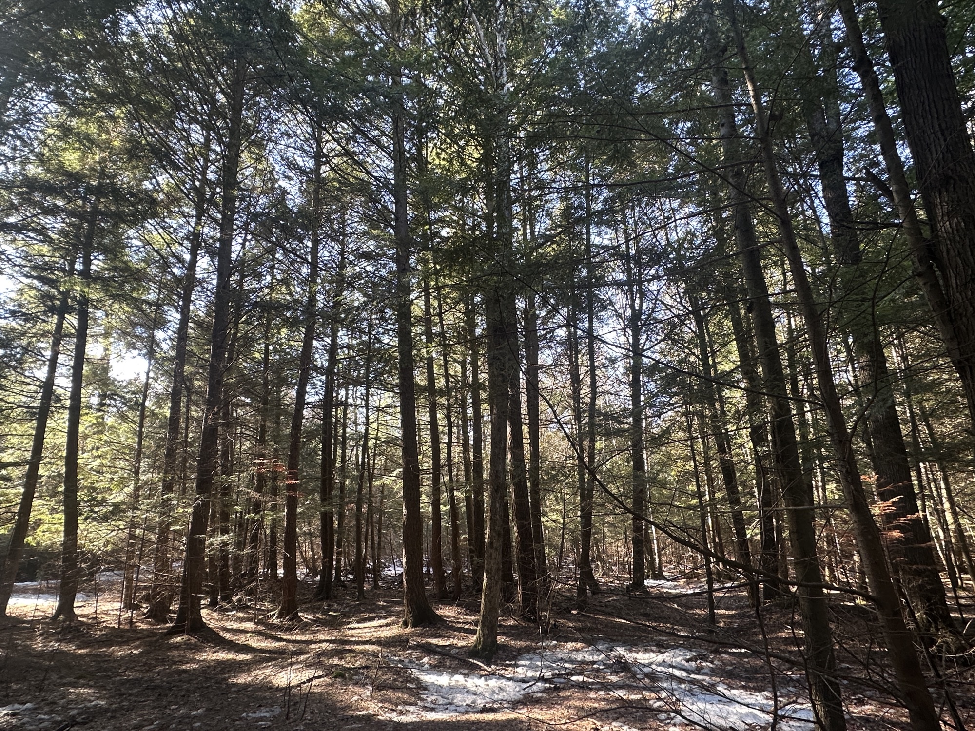 Afternoon walk in the woods while visiting grandpa...