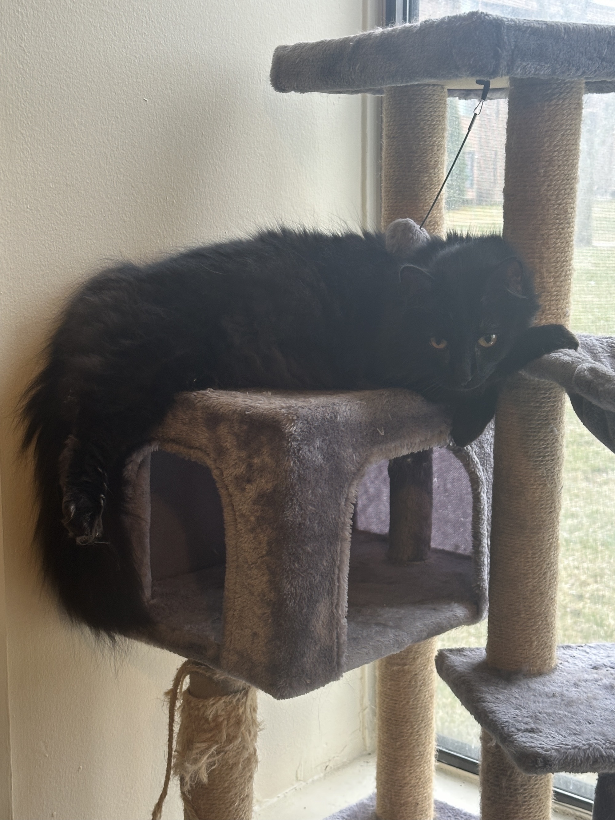 My cat, Moose, makes his Winds Howling debut.