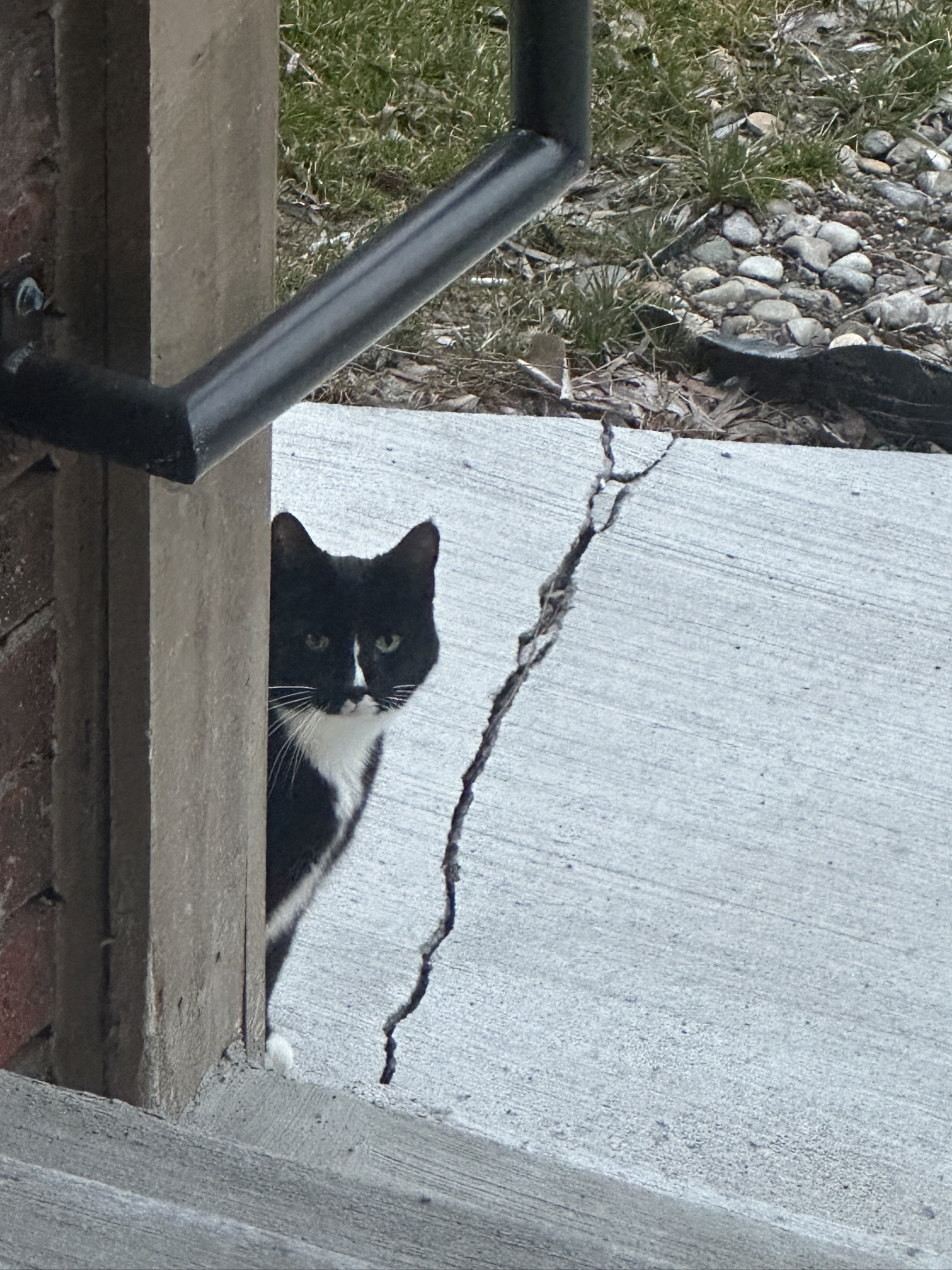 The neighbor's cat, Stella. She likes to roam...