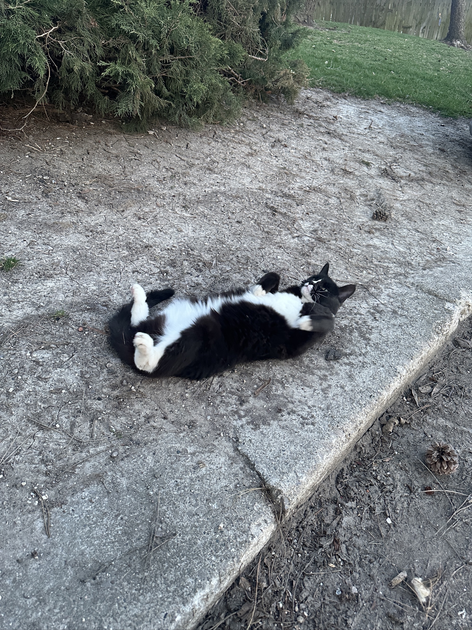 Stella gave herself a dirt bath