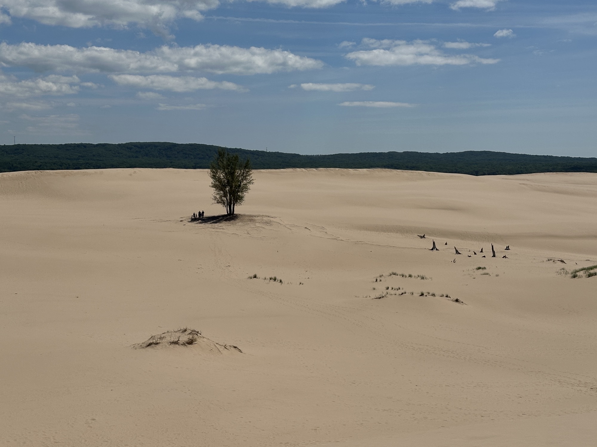 Pleased to be among the dunes