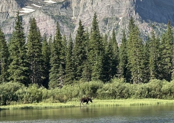 Moose