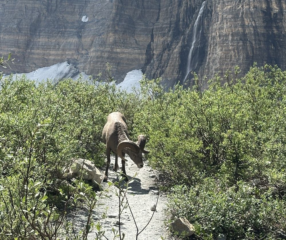 Bighorn sheep