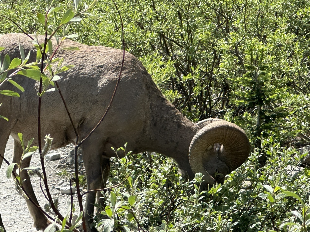 Bighorn sheep