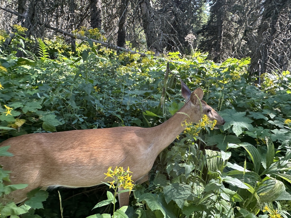 Deer