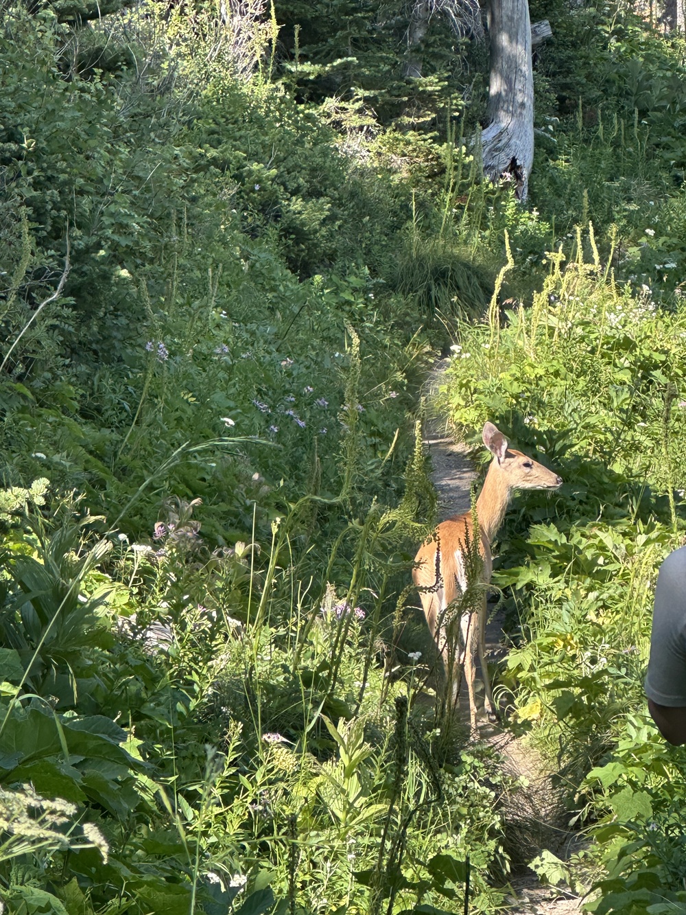 Deer
