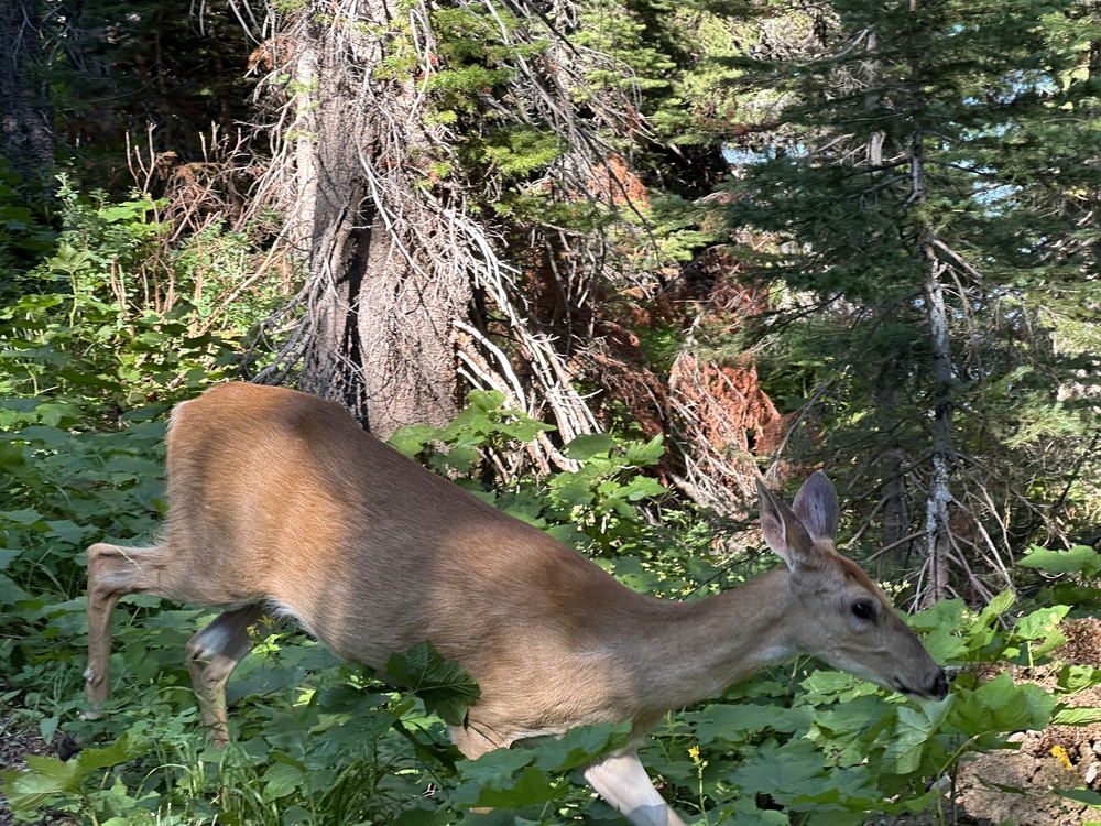 Deer
