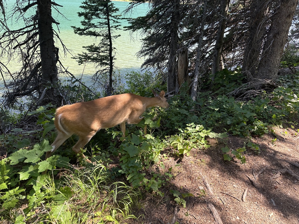Deer