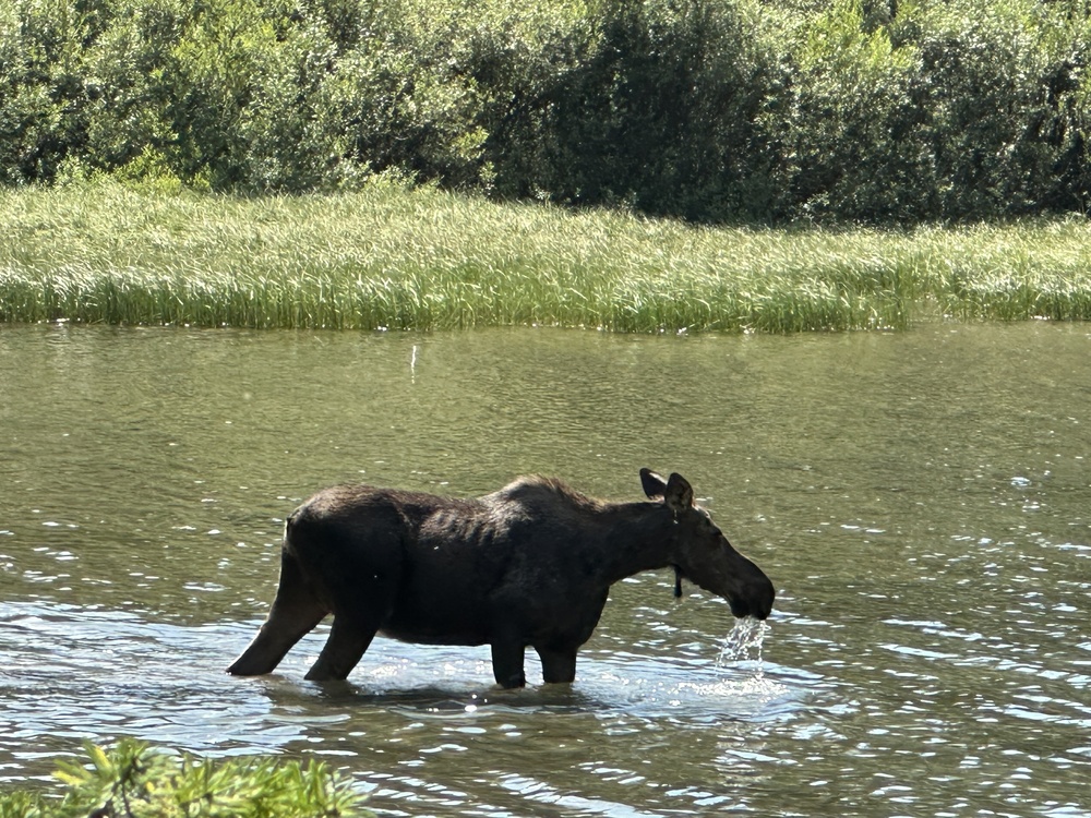 Moose