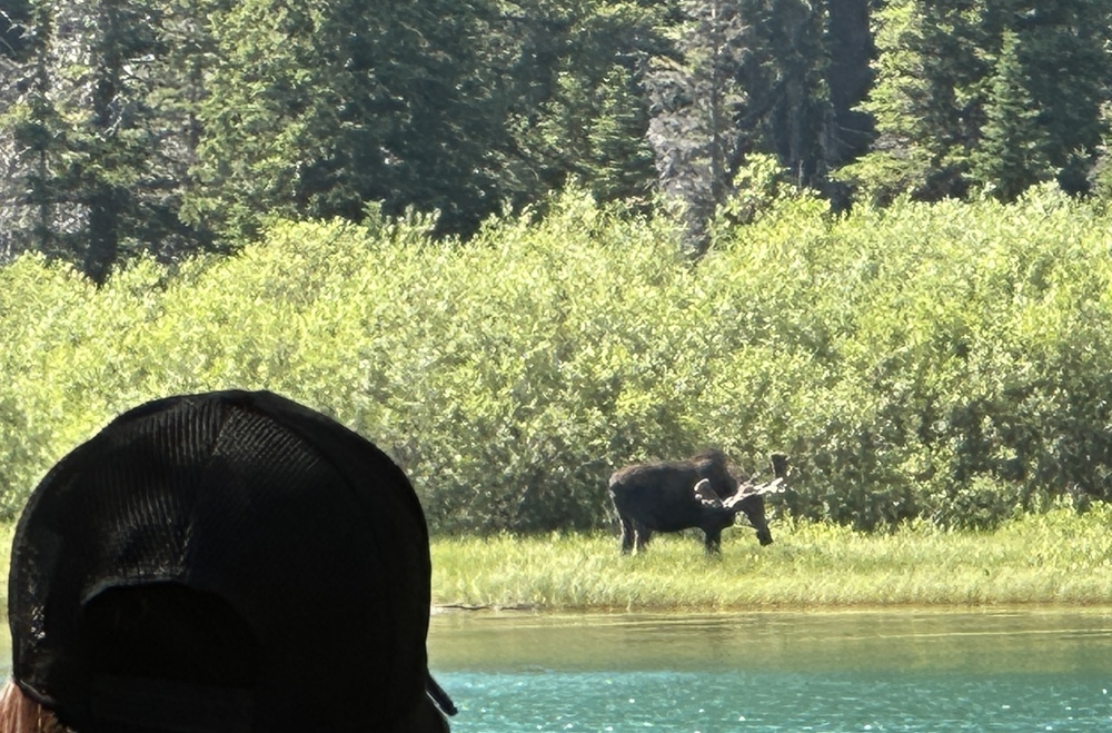 Moose