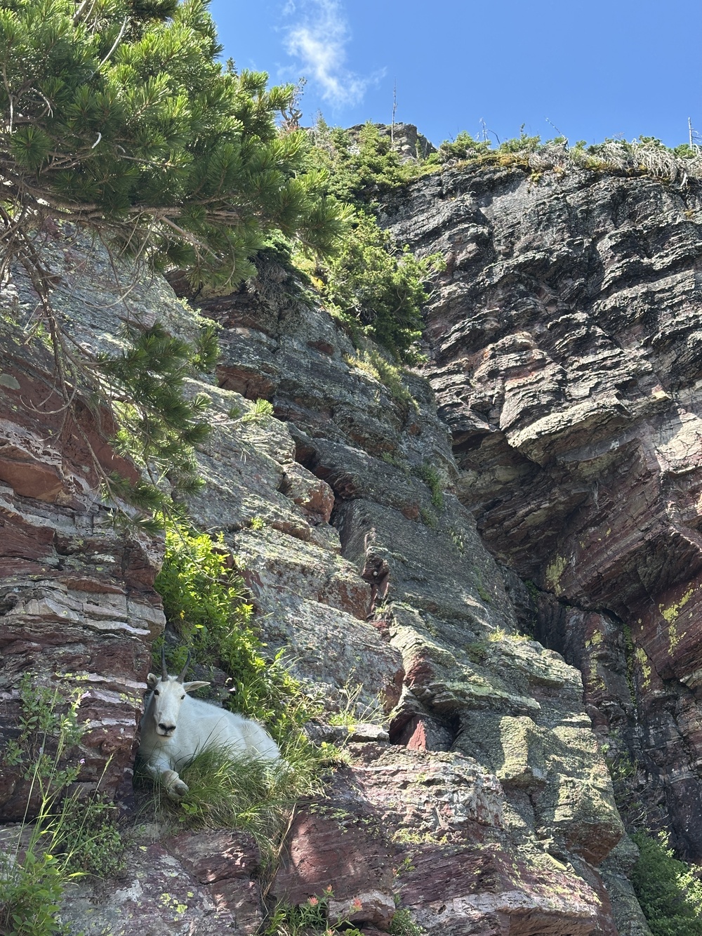Mountain goat