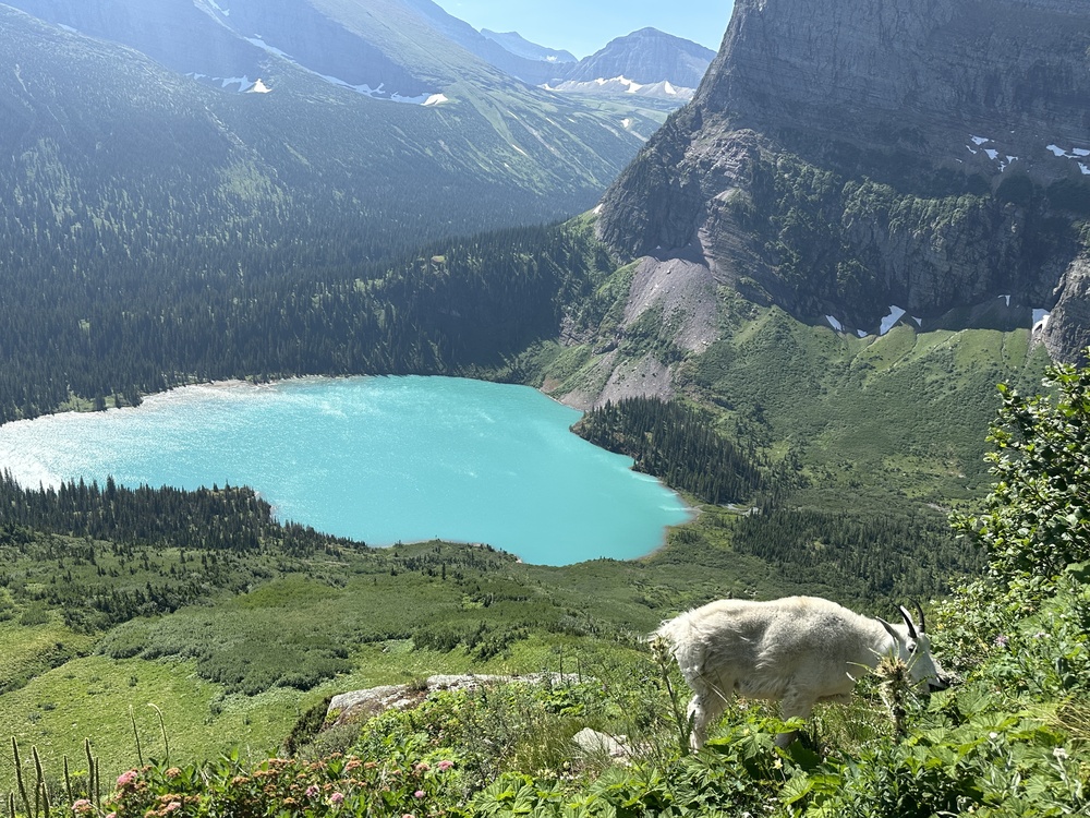 Mountain goat