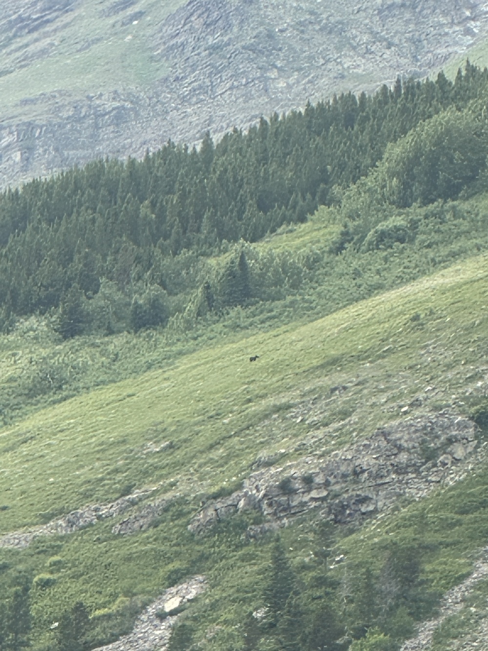 Bear