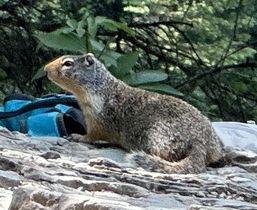 Columbian Ground Squirrel