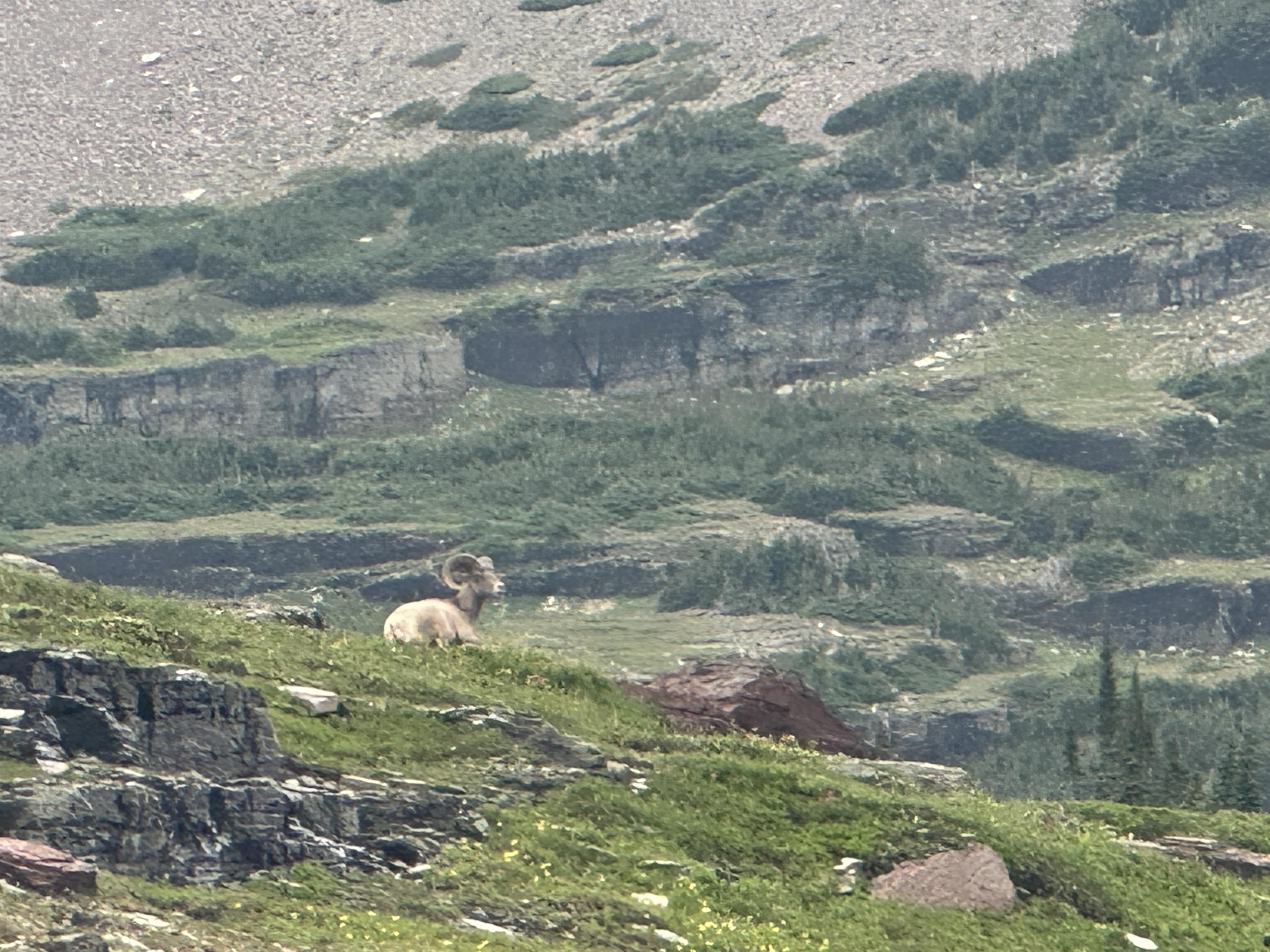 Bighorn sheep