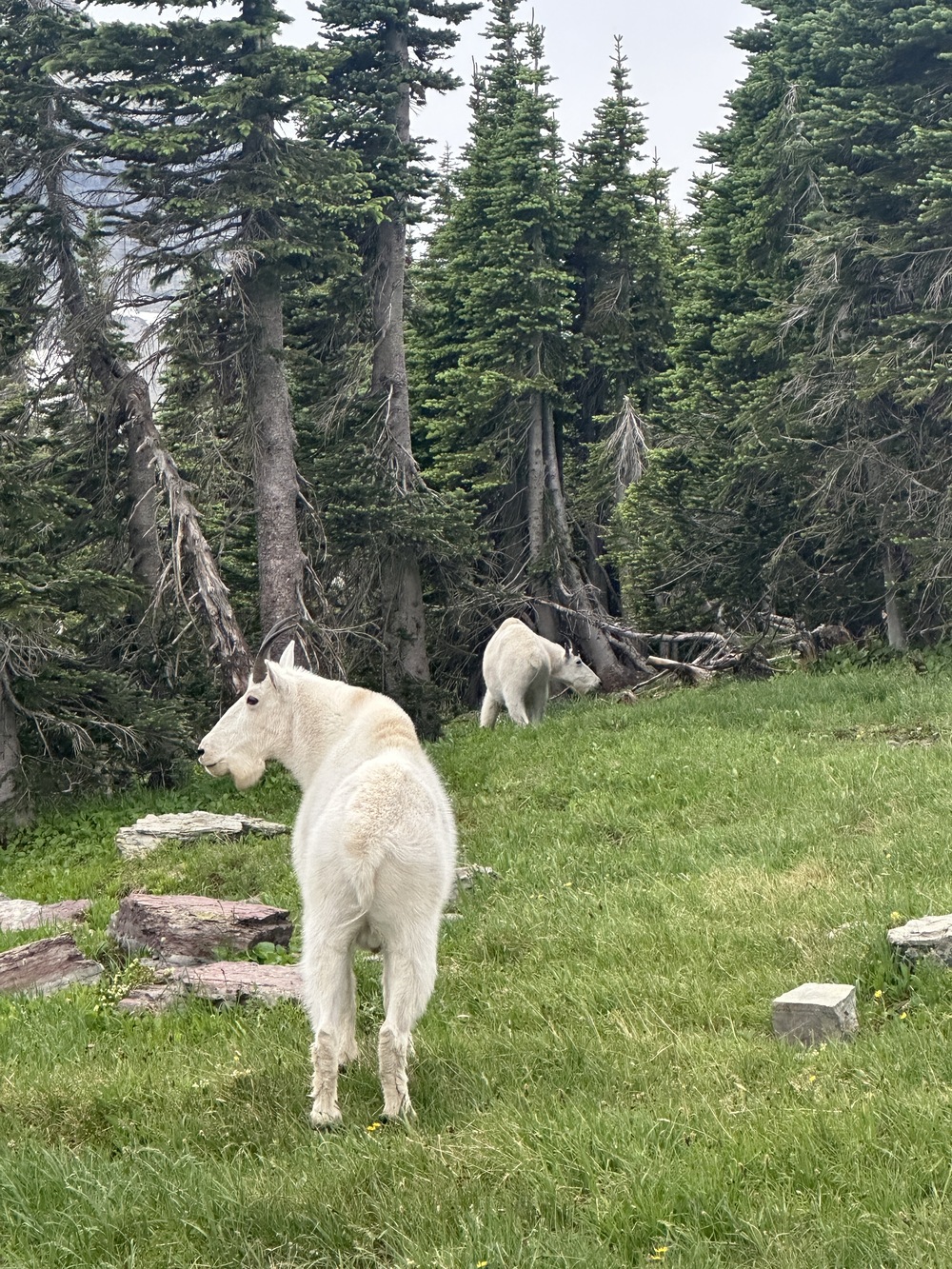 Goats