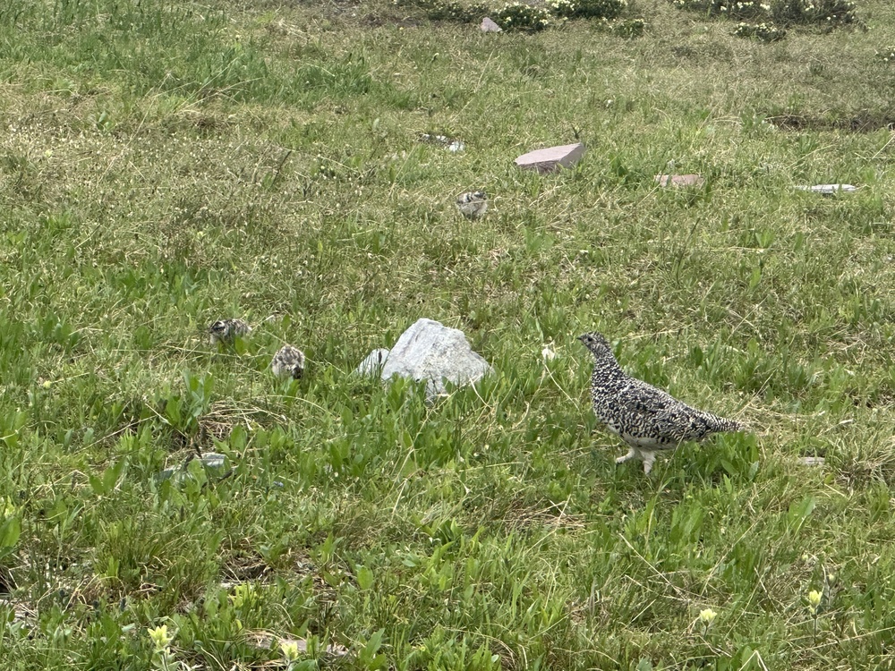 Ptarmigans