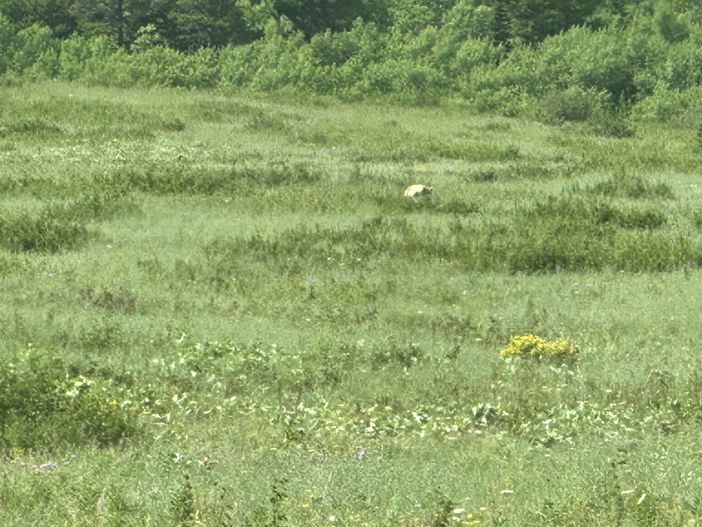 Bear