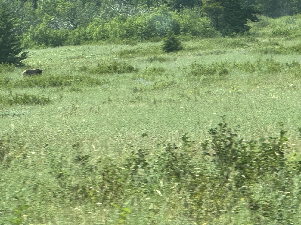 Bear