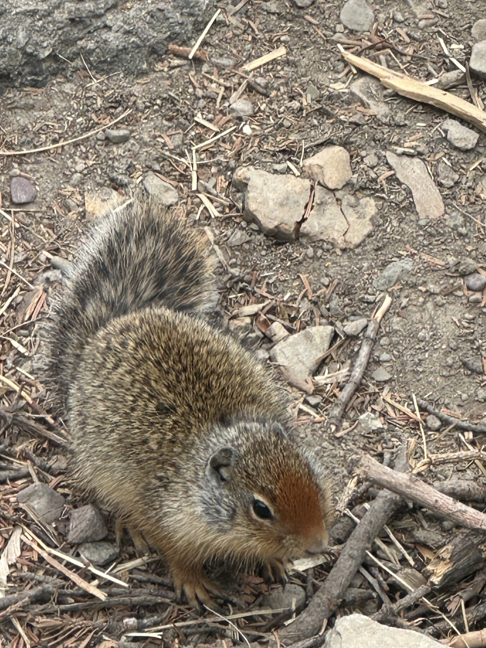 Columbian ground squirrel