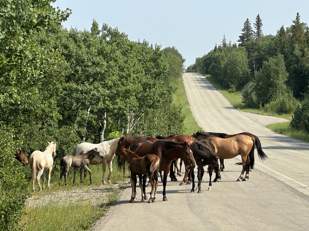 Horses