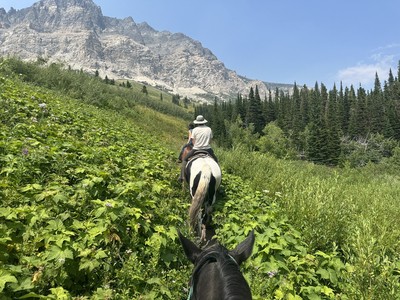Horses