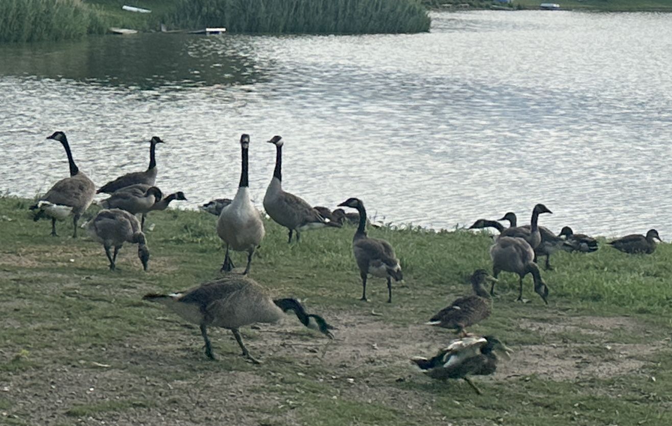 Goose and duck altercation