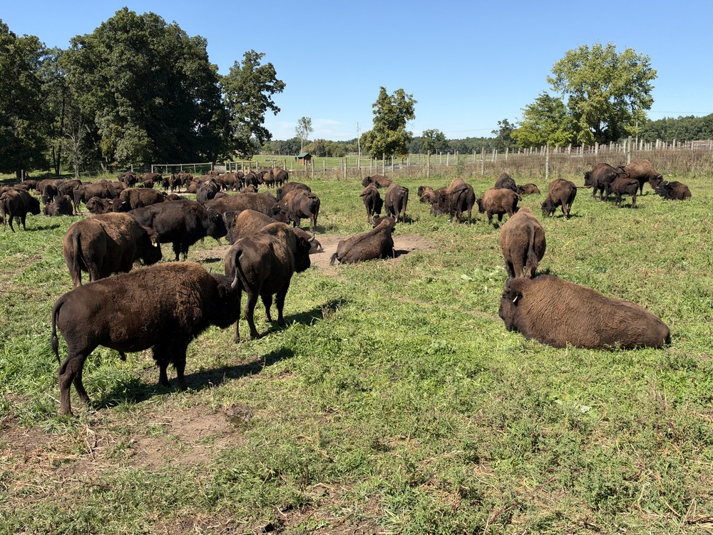 Bison herd