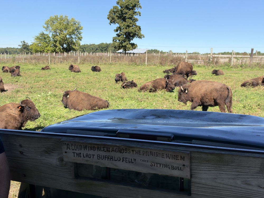 Bison herd with view of truck