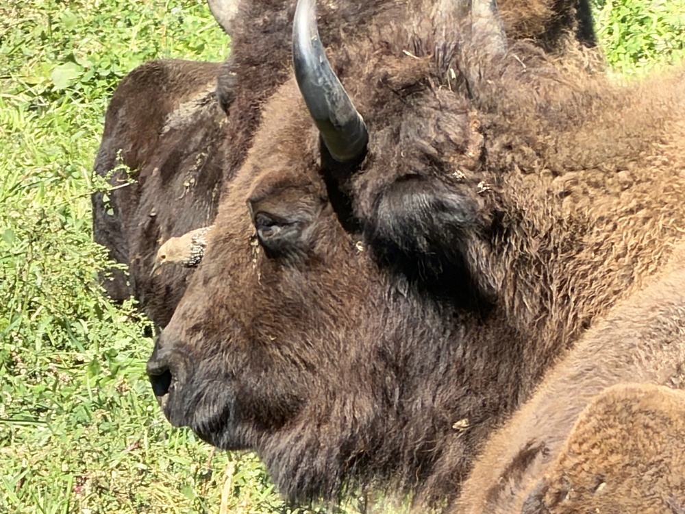 Bird on bison face