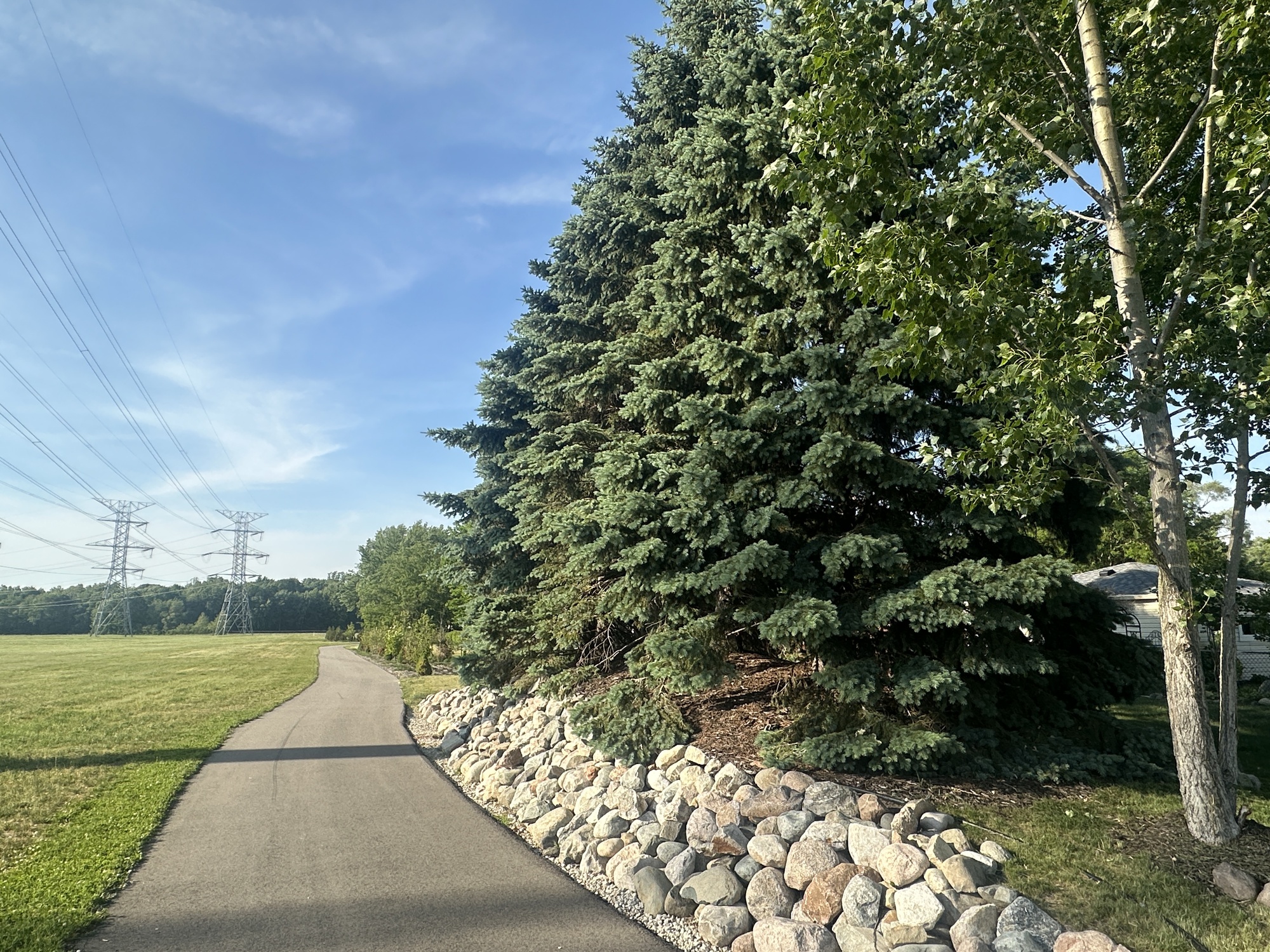 Spruce and boulders