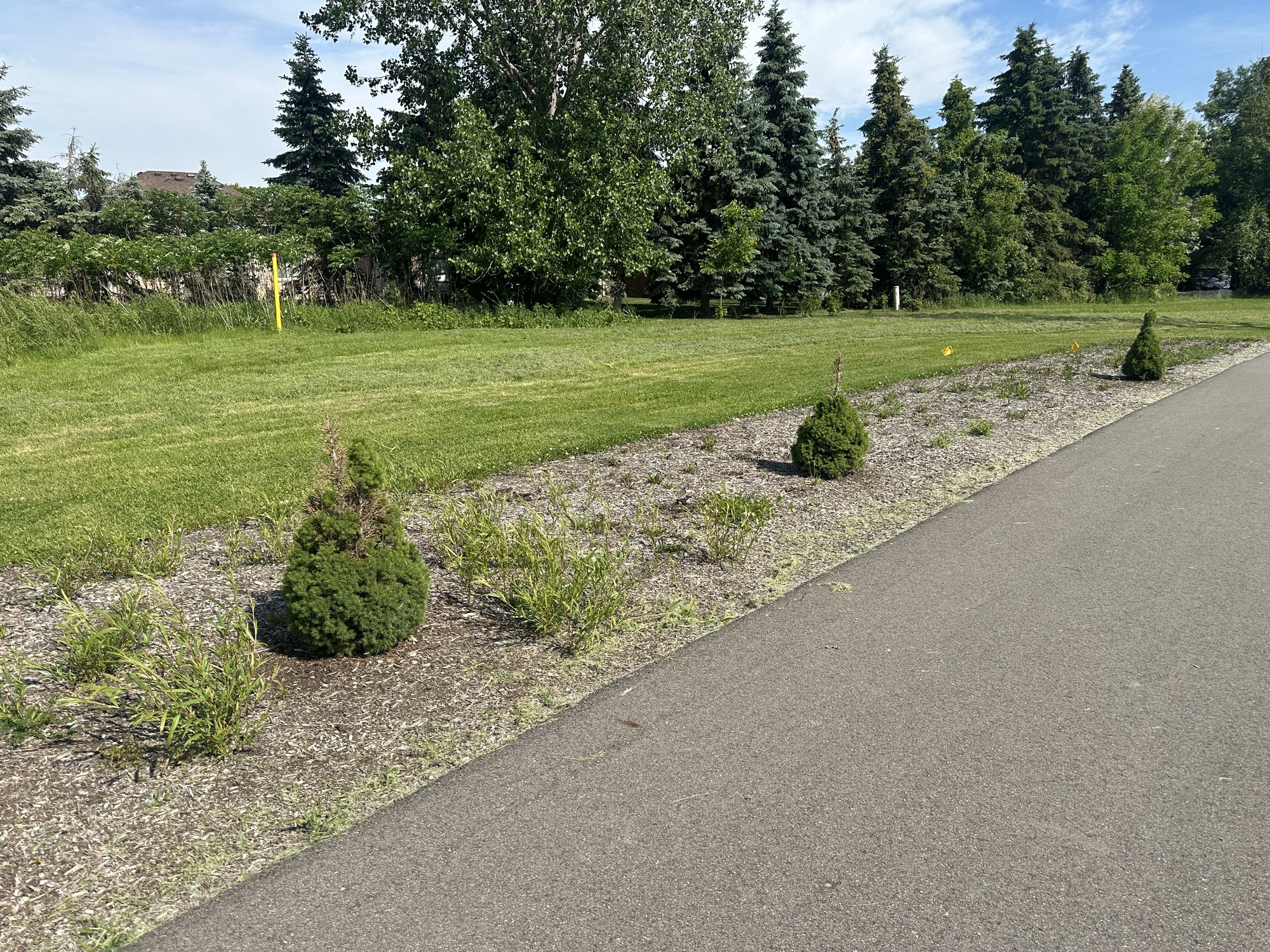 Planted trees