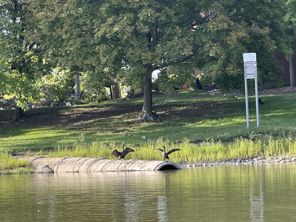 cormorants spreading wings