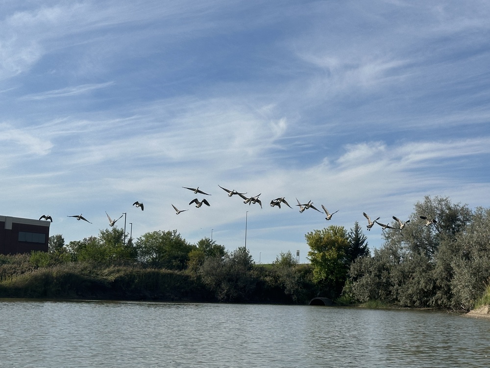 geese takeflight