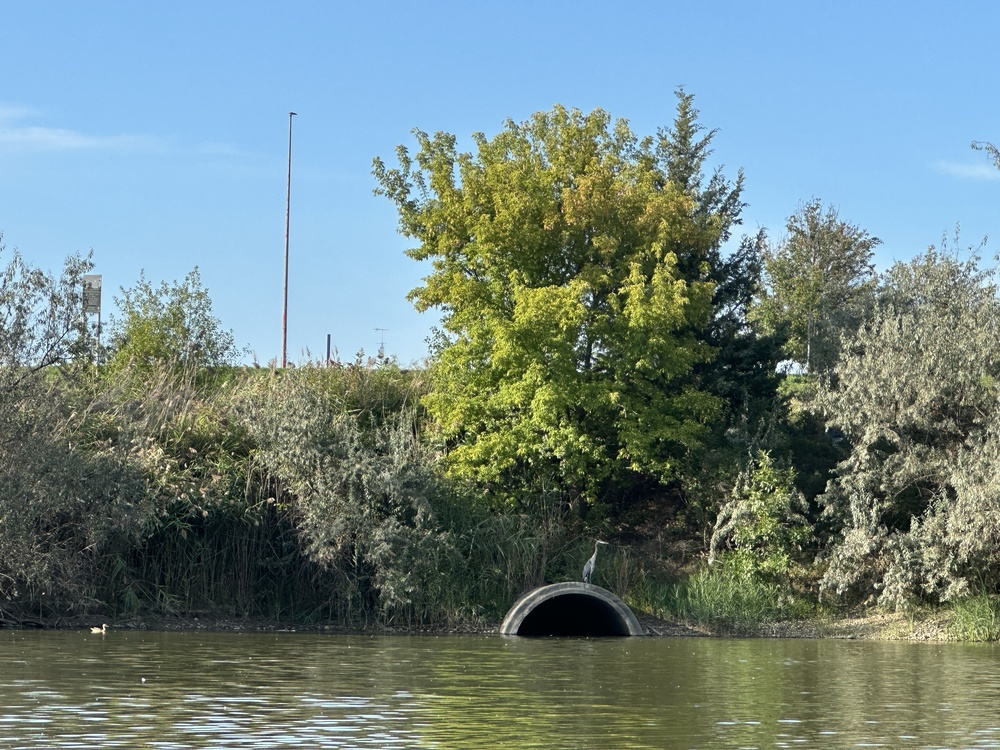 heron on drain