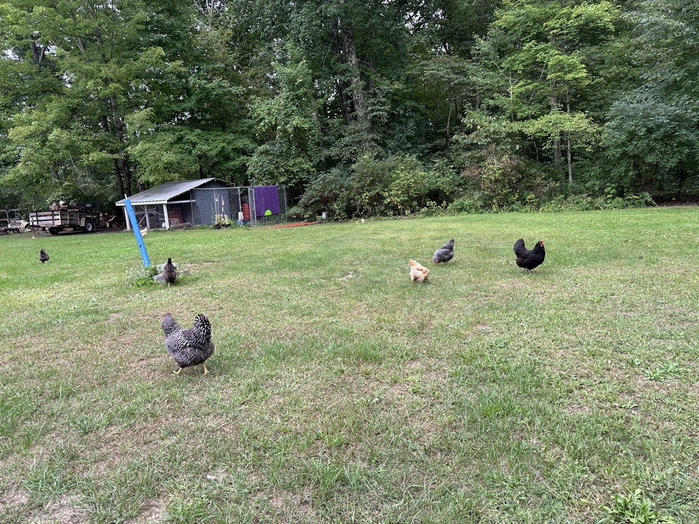 chickens