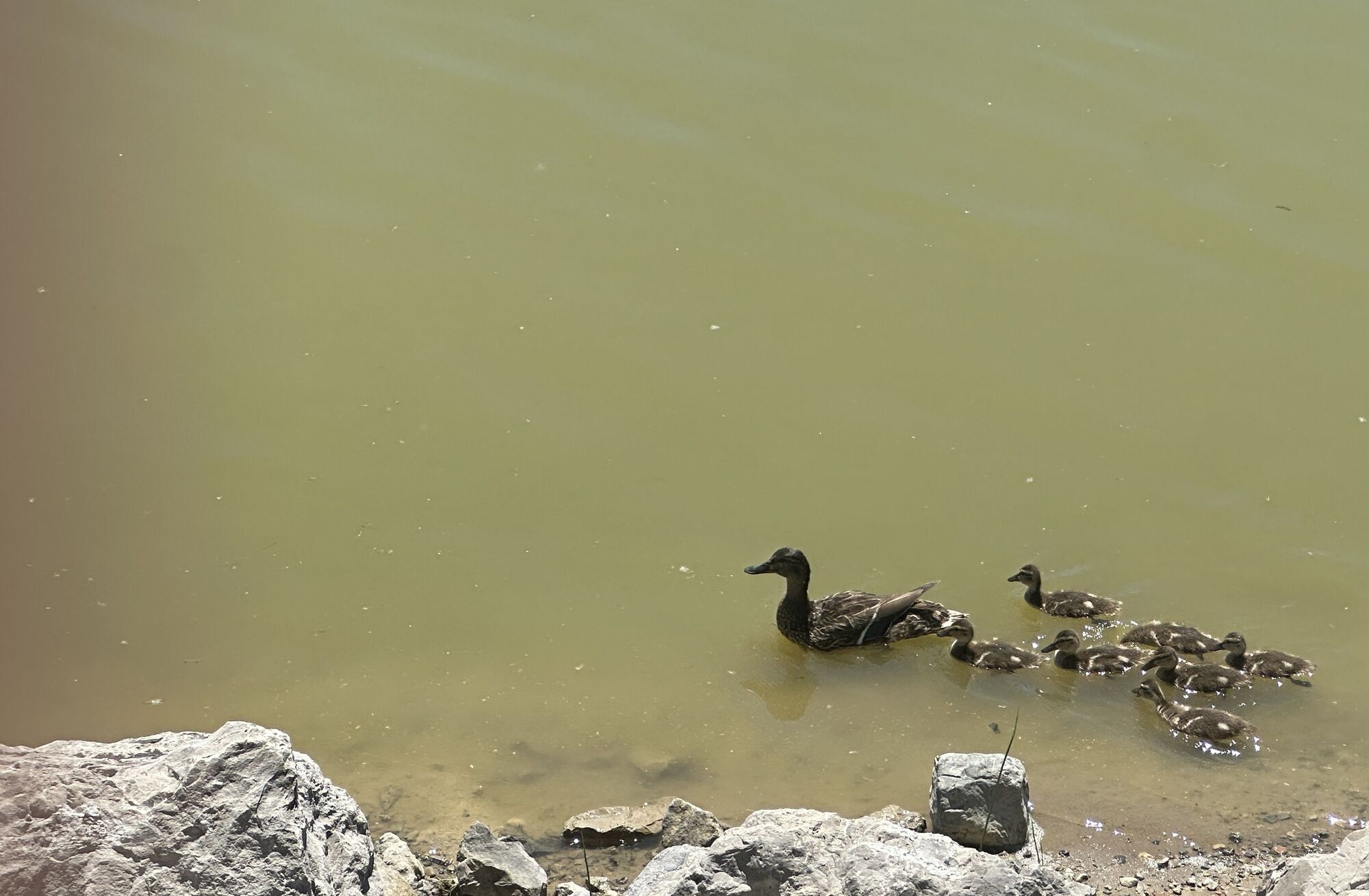Ducks