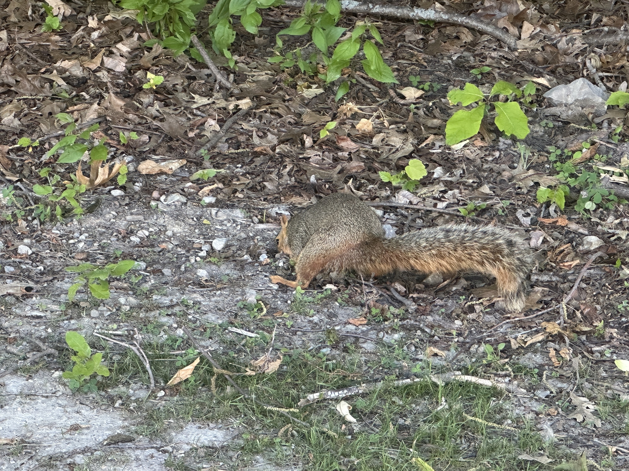 Digging squirrel