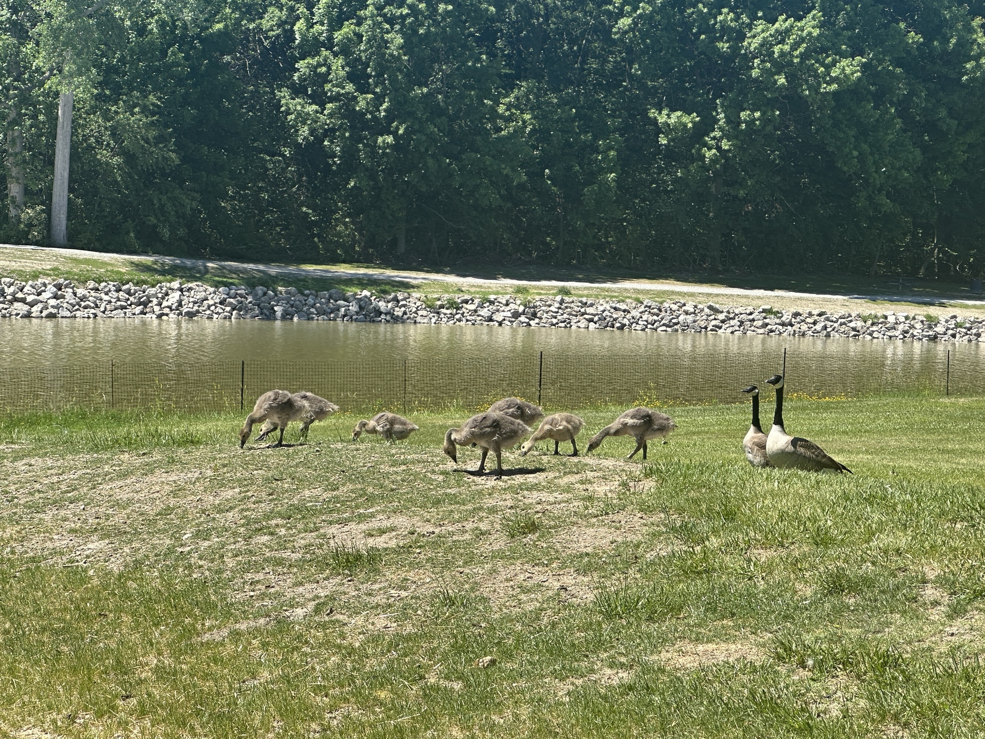 Geese family