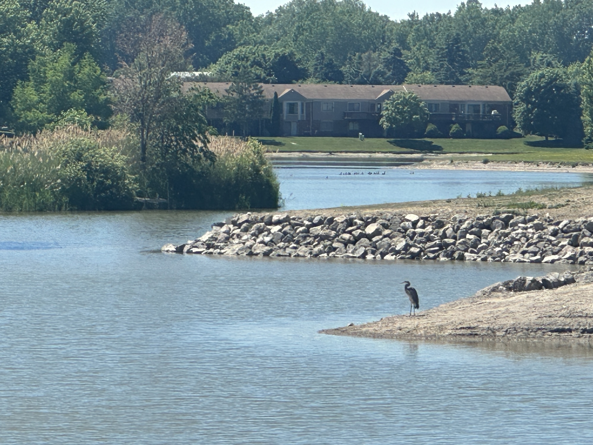 Great blue heron