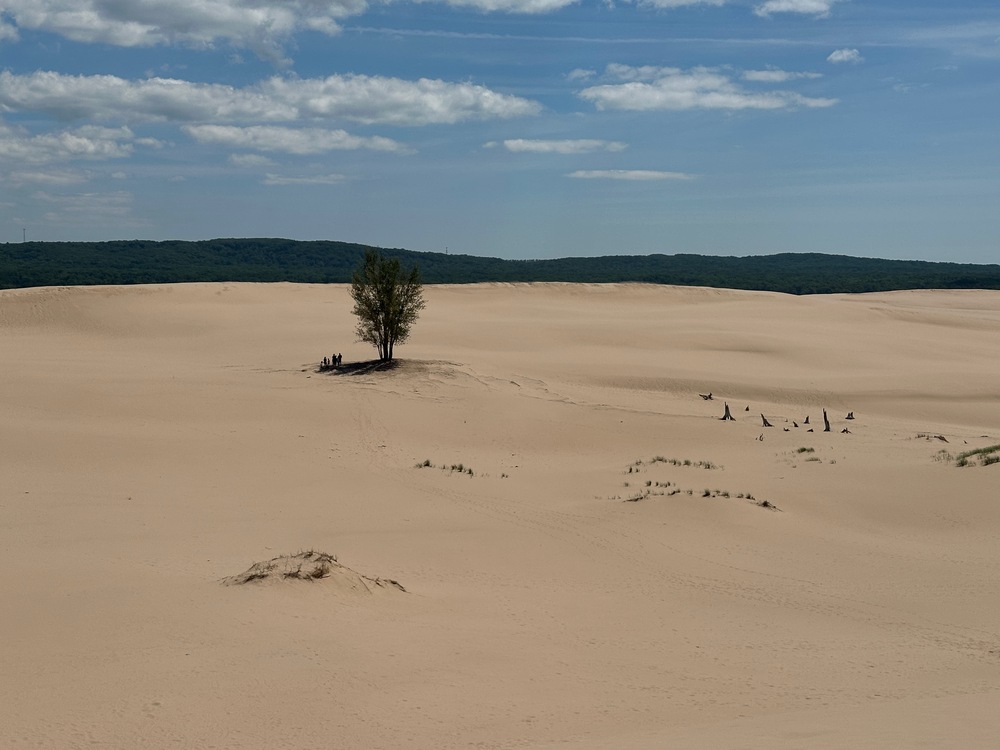 Tree amid dunes