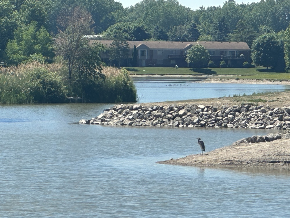 Great blue heron
