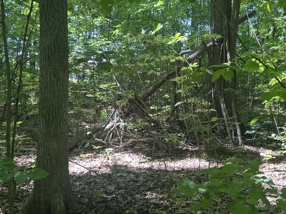 Shelter